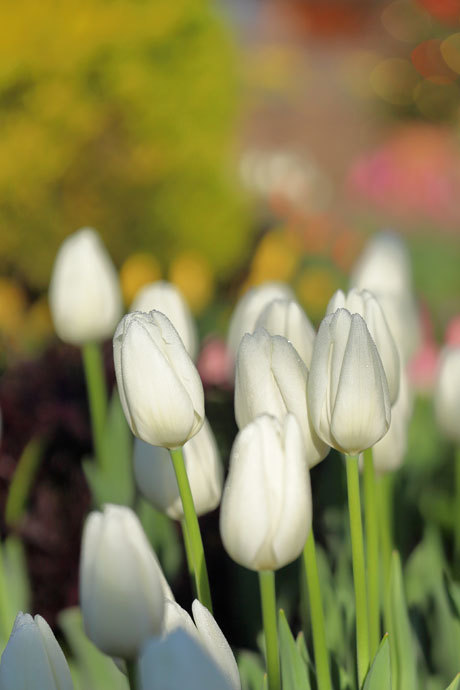 211211_Ice-Tulips-White.jpg