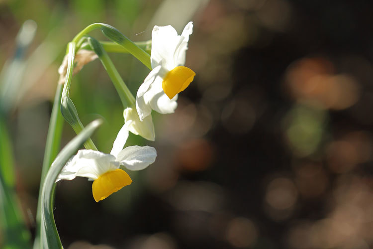 211211_Narcissus-tazetta-chinensis.jpg