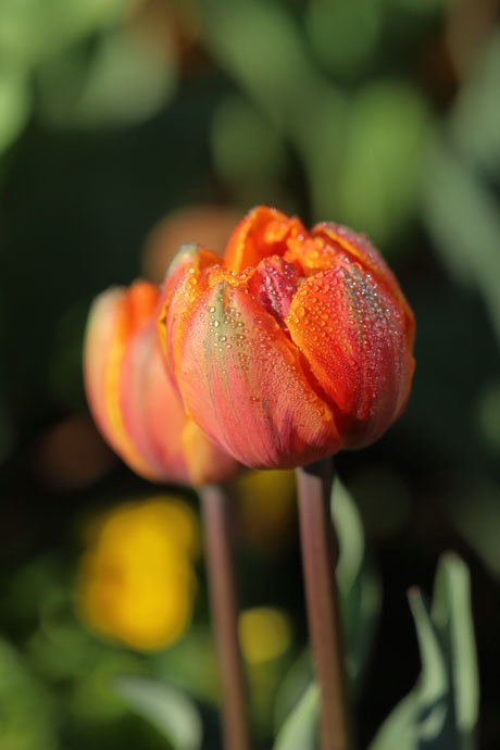 211211_Orange-Ice-Tulip.jpg