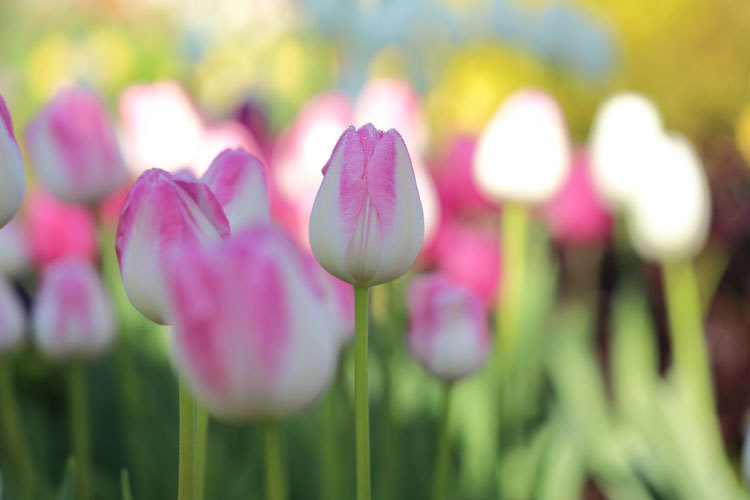 211211_Pink-Ice-Tulips.jpg