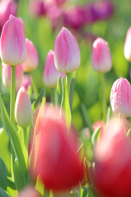 211211_Pink-Ice-Tulips_2.jpg
