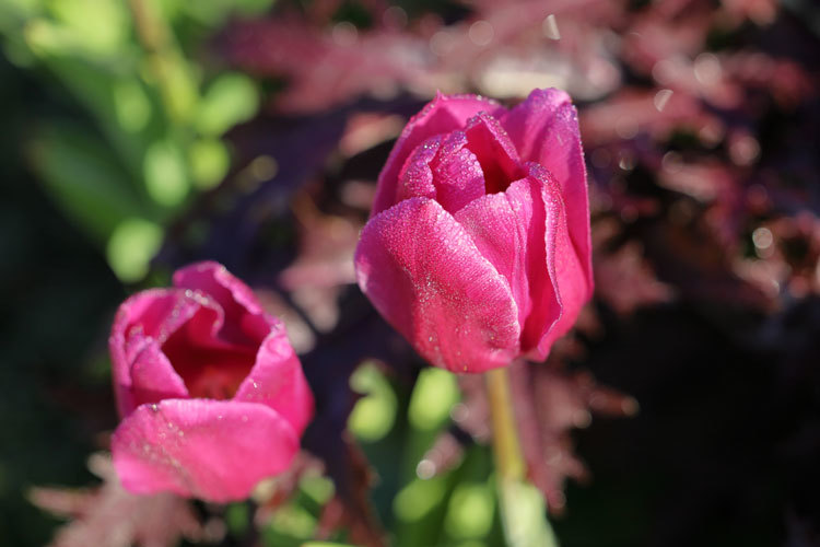 211211_Pink-Tulips.jpg