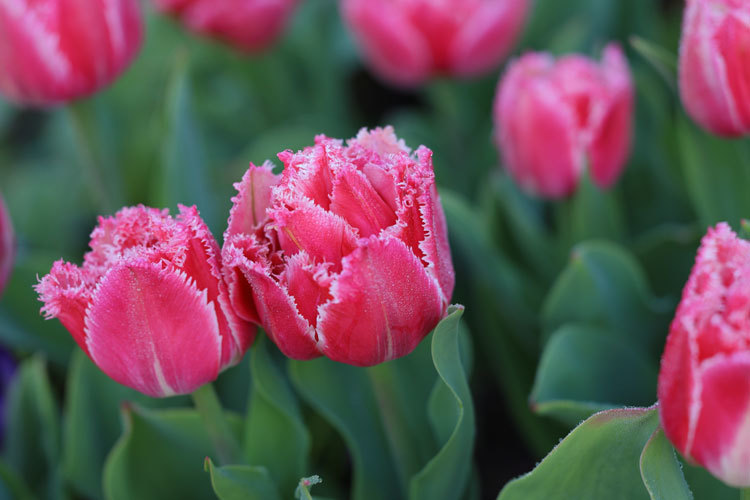 211211_Red-Fringe-Tulips.jpg