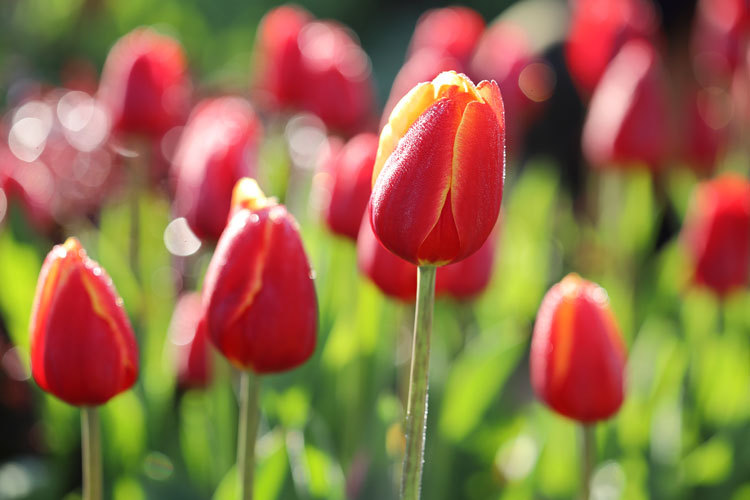 211211_Red-Ice-Tulips.jpg