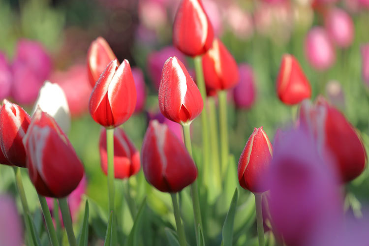 211211_Red-White-Ice-Tulips.jpg
