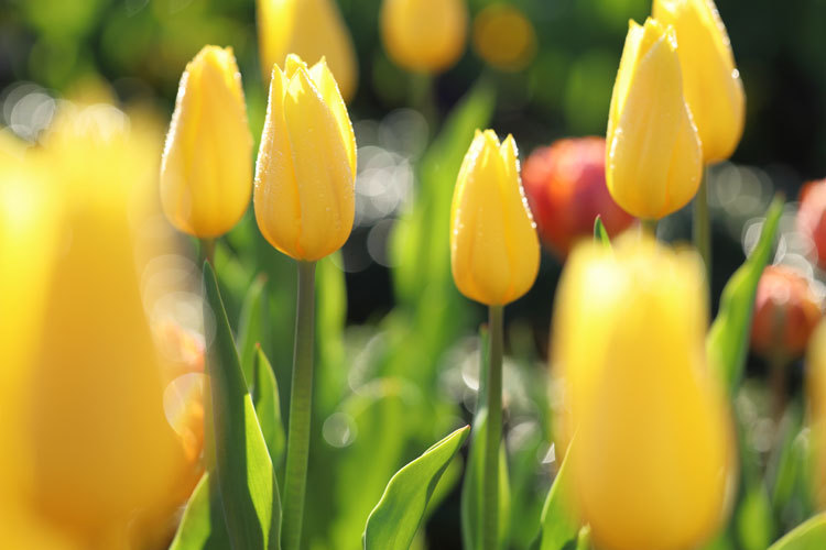 211211_Yellow-Ice-Tulips.jpg