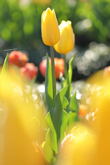 211211_Yellow-Ice-Tulips_2.jpg