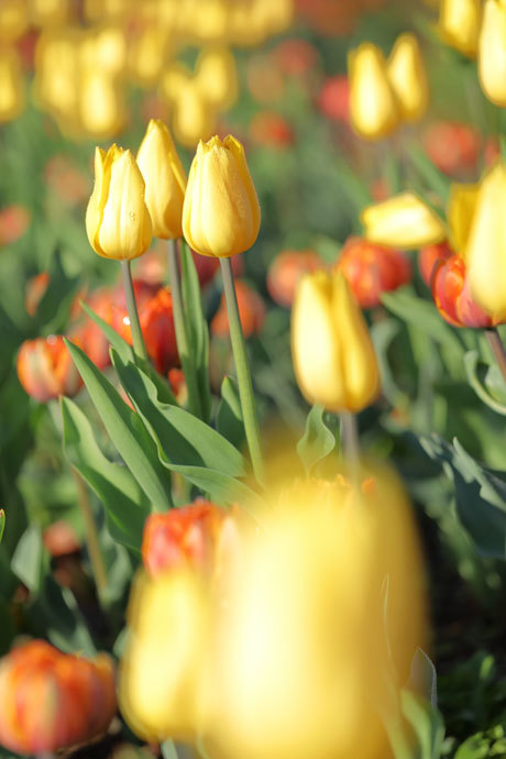 211211_Yellow-Ice-Tulips_3.jpg