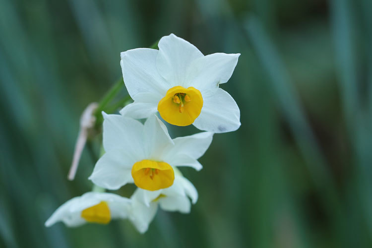 211217_Narcissus-tazetta-chinensis.jpg