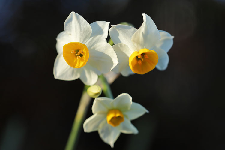 211228_Narcissus-tazetta-chinensis.jpg