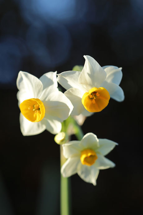 211228_Narcissus-tazetta-chinensis_2.jpg