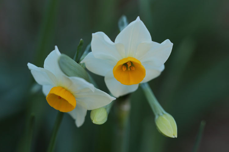 211228_Narcissus-tazetta-chinensis_3.jpg