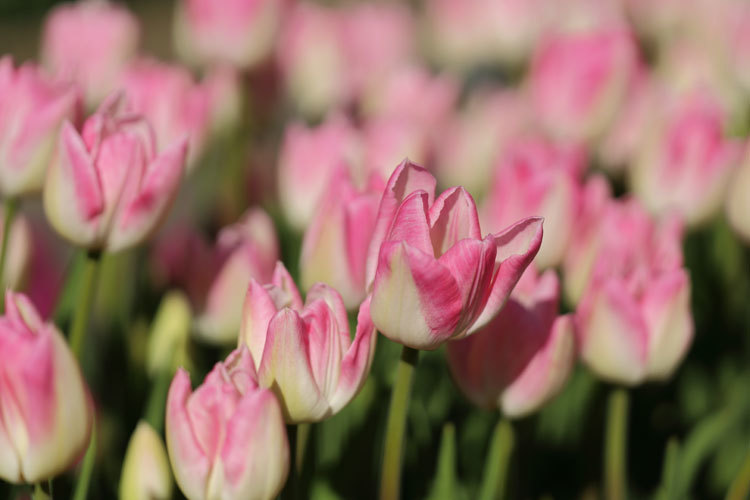 211230_Winter-Tulips_Pink-White.jpg