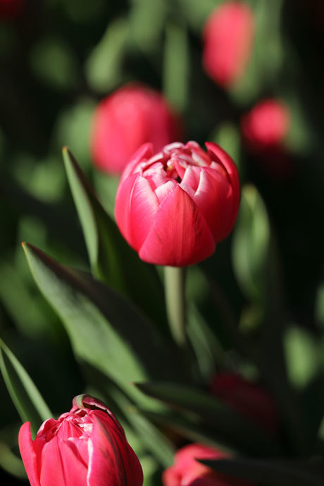 211230_Winter-Tulips_Red.jpg