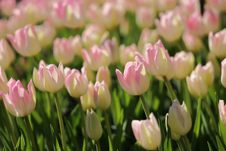 211230_Winter-Tulips_White-Pink.jpg