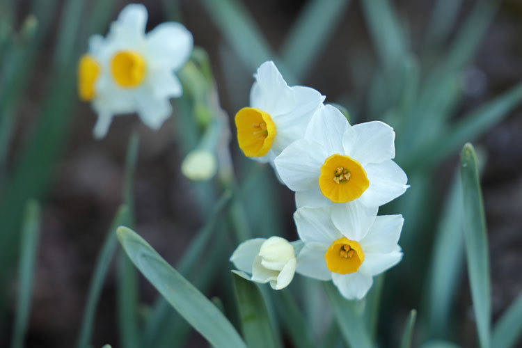 220116_Narcissus-tazetta.jpg
