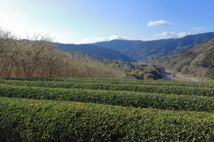 220116_Yadoriki-Tea-plantation.jpg