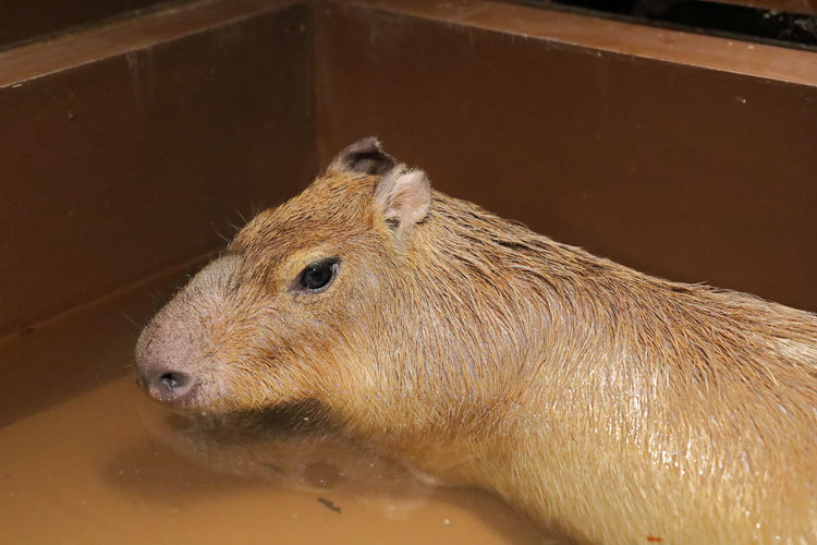 220203_Capybara.jpg