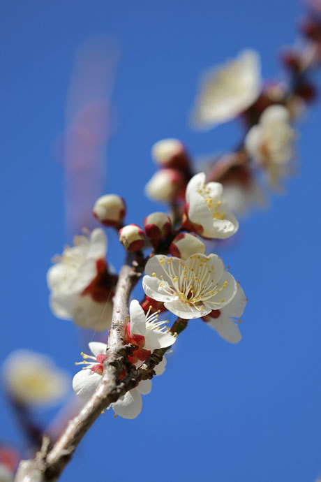 220209_Prunus-mume.jpg