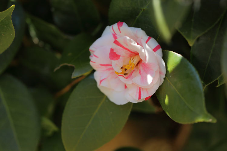 220221_Camellia-japonica.jpg