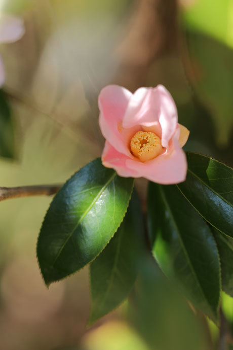 220221_Camellia-japonica_2.jpg