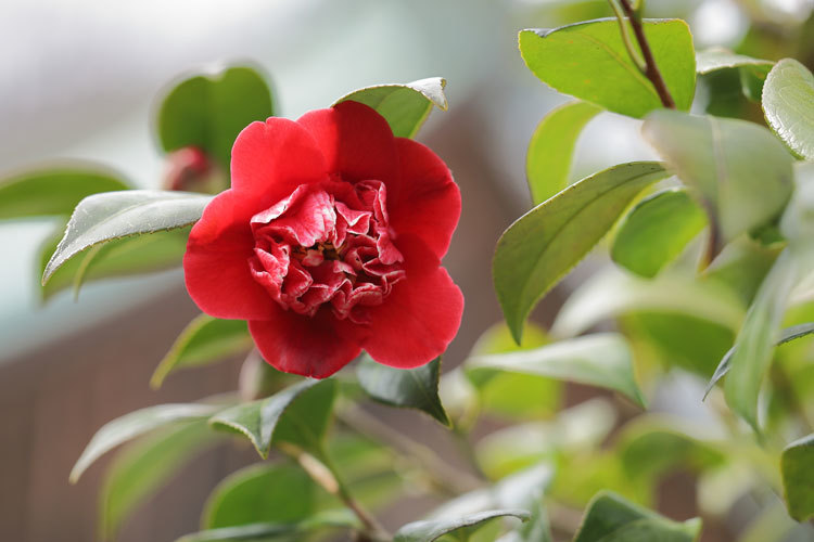 220310_Camellia-Shikibu.jpg