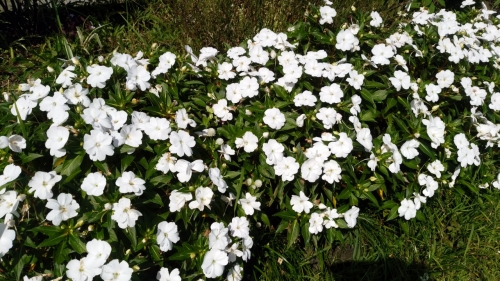 掛川城天守閣　白い花