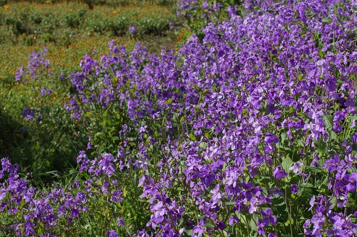 紫花菜2031