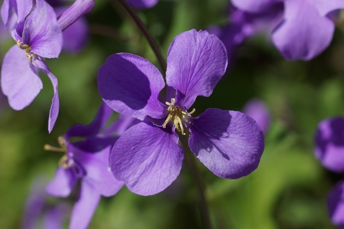 紫花菜2032
