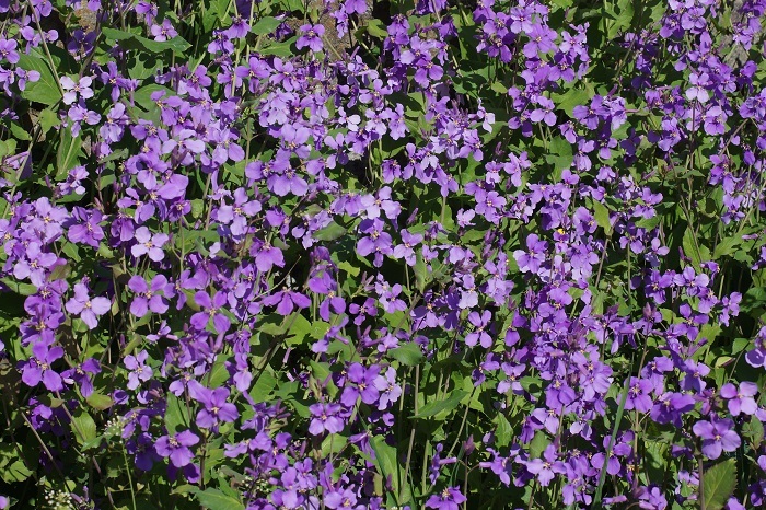 紫花菜2033