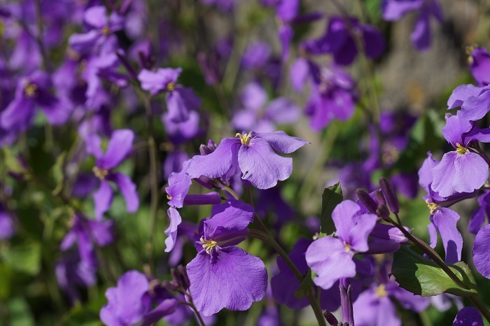 紫花菜2034