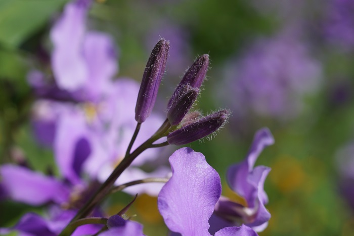 紫花菜2036
