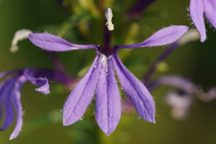 紫の花031