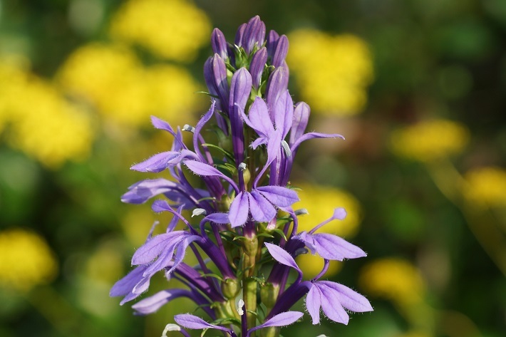 紫の花033