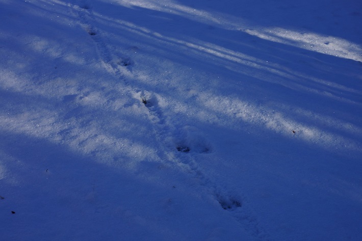 雪の朝の足跡033