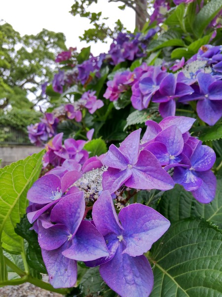 近所の公園の紫陽花