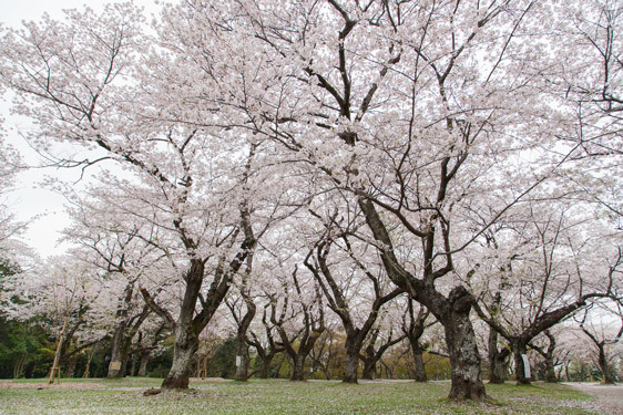 あけぼの山農業公園のさくら山の桜