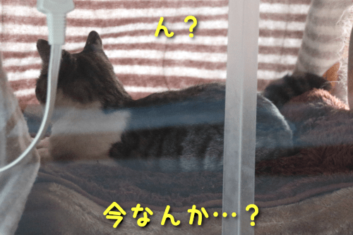 猫小僧モ吉1-min