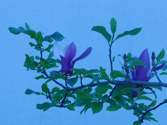 紫木蓮