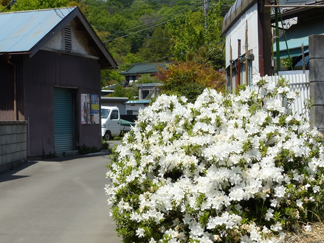 白いツツジの花
