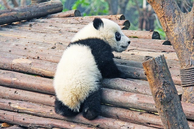 中国のパンダ