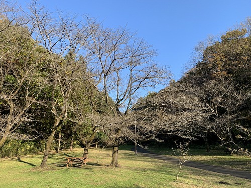 １１．２６桜ヶ丘公園