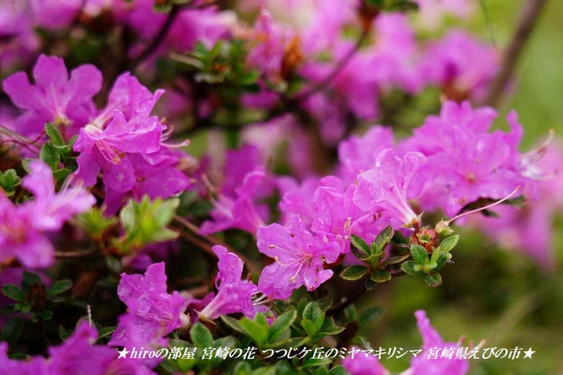 hiroの部屋 宮崎の花 つつじケ丘のミヤマキリシマ 宮崎県えびの市