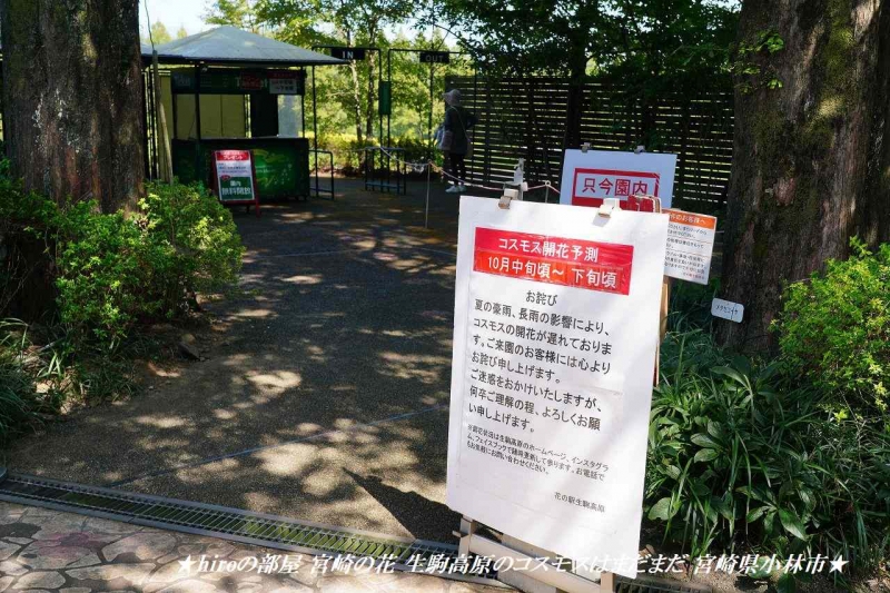 hiroの部屋 宮崎の花 生駒高原のコスモスはまだまだ 宮崎県小林市