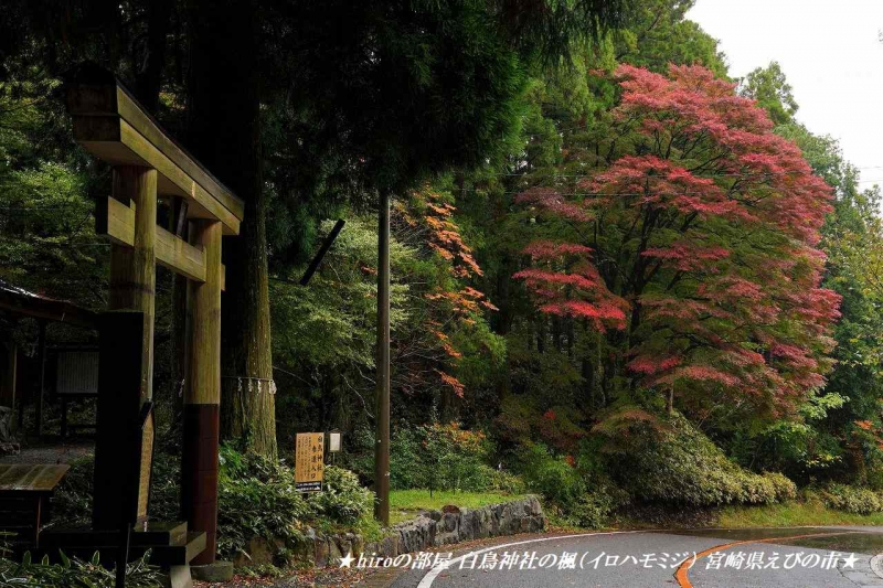 hiroの部屋　白鳥神社の楓（イロハモミジ） 宮崎県えびの市
