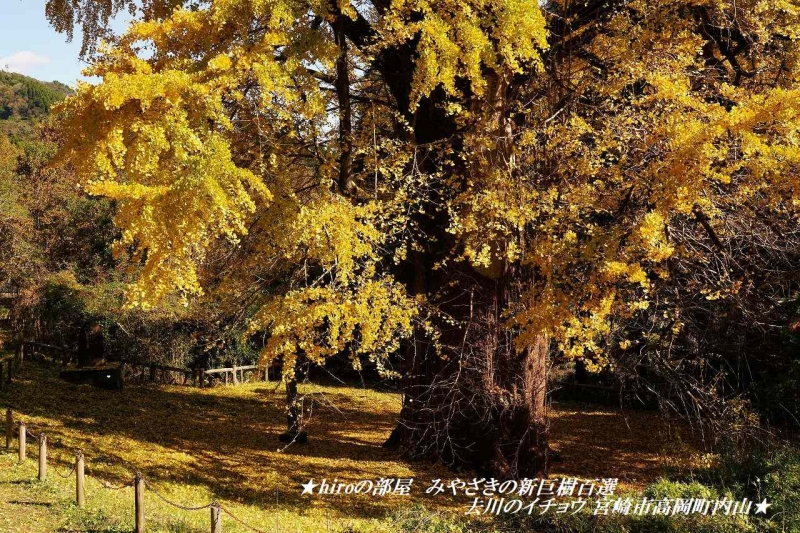 hiroの部屋　みやざきの新巨樹百選 去川のイチョウ 宮崎市高岡町内山