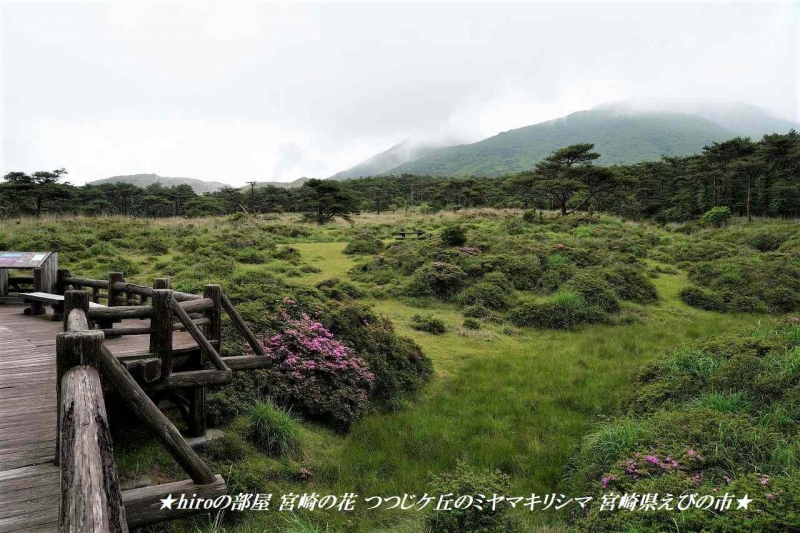 hiroの部屋 宮崎の花 つつじケ丘のミヤマキリシマ 宮崎県えびの市