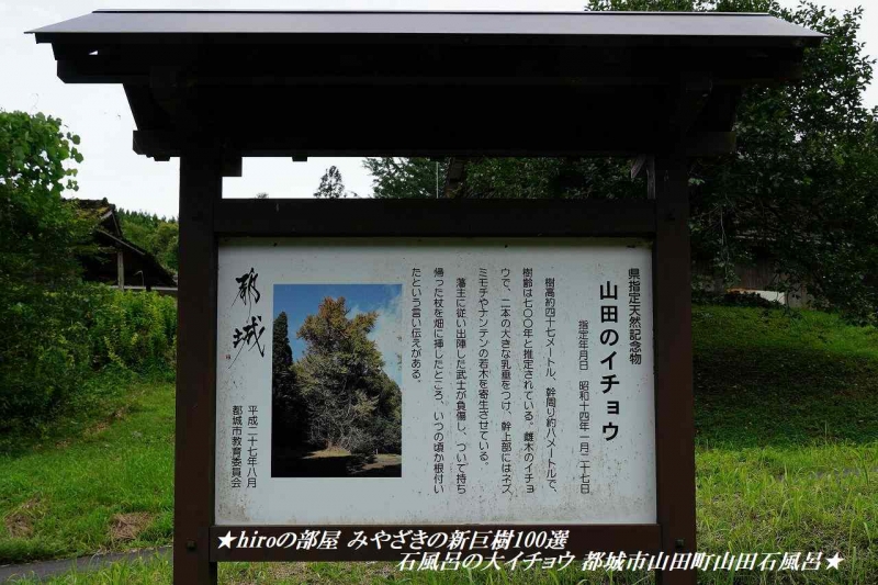 hiroの部屋 みやざきの新巨樹100選 石風呂の大イチョウ 都城市山田町山田石風呂