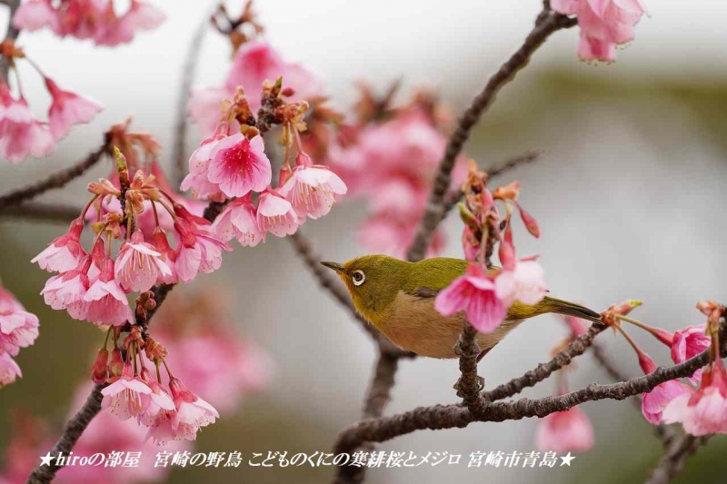 hiroの部屋 宮崎の野鳥 こどものくにの寒緋桜とメジロ 宮崎市青島