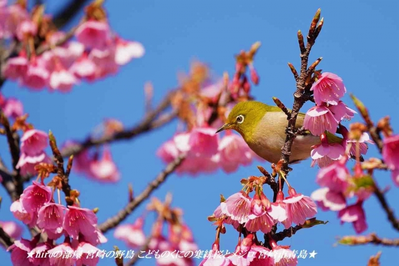 hiroの部屋 宮崎の野鳥 こどものくにの寒緋桜とメジロ 宮崎市青島